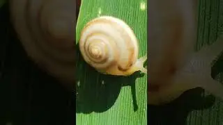 Май в Кьявари