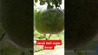 jeruk bali super besar