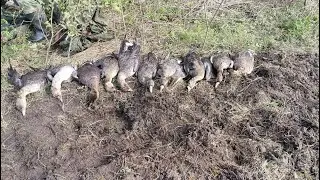 Охота на гуся! Попали на гуменников...