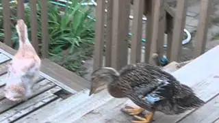 Утята ducklings на прогулке