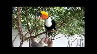 Apareceu aqui em casa um TUCANO