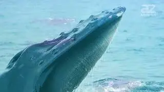 The Biggest Whale In The World is Gigantic!