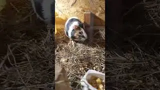 Beautiful guinea pig
