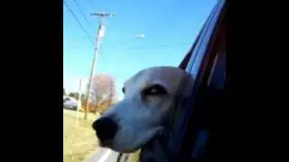Tess car ride