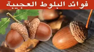 فوائد البلوط - هل تعلم ماذا تخفي ثمار البلوط من فوائد مذهلة؟