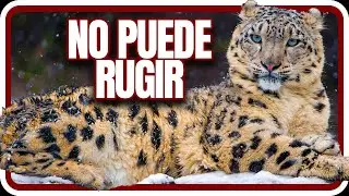 El único perro que no ladra y el único panthera que no ruge