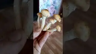 Грибы, Опята