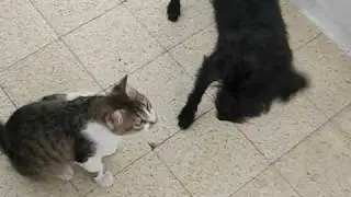 Поцелуй кошки с собакой!!!