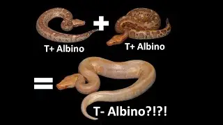 How I accidentally broke Borneo python genetics…