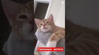 cat #shorts #cat #trending #рекомендации #подпишись #funny