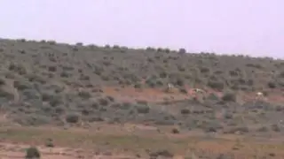 chasse liéver avec sloughi 2014(bougtob ) al matmar