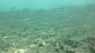 Buceando en riviera maya