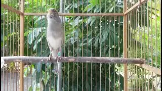 Kompilasi Kenari Gacor | Putar Sekali langsung bikin emosi yang lain #canary #kenari #kenarigacor