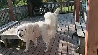 131 Great Pyrenees on a Hot Last Summers Day