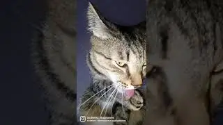 кот Семён 