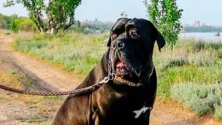 Итальянский мастиф⁠⁠ Кане-Корсо