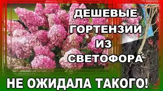 I bought cheap seedlings at Svetokra. I'll show you in detail.