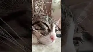 ❤️kittens❤️ #cat #trending #catlover #kitten #kedi #viral #trend #catlovers #youtube