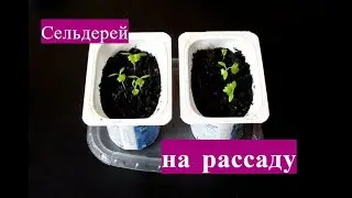 Сельдерей на рассаду - когда сажать, сколько всходит и как выглядит рассада Сельдерея