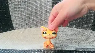 Tout mes chats européens ! 😁