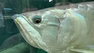 Чернобыльская селедка