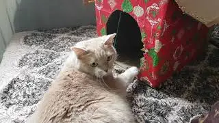 Реакция кошки