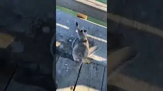 What is this fish?