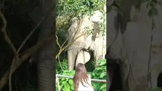 มาดูพี่เดี่ยวหลับ #เขาใหญ่ #elephannature #animalnews #animals #forestelephant #wildlife #wildlife