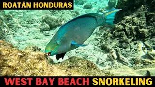 Let's go Snorkeling at West Bay Beach Roatán Honduras