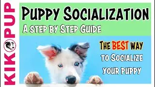 Avoid errors socializing your puppy with this 30 min in depth guide