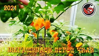 How to grow chili peppers in a greenhouse