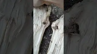 Провод врос в дерево, ужас, провод в чурке. 😳😱😄😅😂🤣