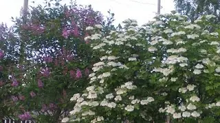 13.08.24 г.V!  "Галина".В ЧЕСТЬ....!!!