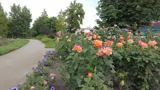 Красивые розы в Саратове на 3-й Дачной - ландшафтный дизайн Торгового Центра и Тау Галереи