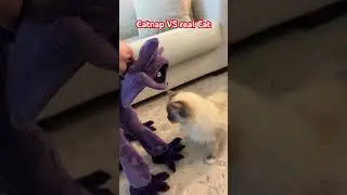 Catnap VS real Cat 🐈 😂💀 