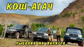 По Горным тропам АЛТАЙСКИХ Легенд! Настоящий АЛТАЙ! КОШ-АГАЧ Рыбалка на Хариуса у границ с Монголией