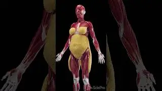 Understanding Subcutaneous Fat in Women  