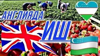 АНГЛИЯГА ИШГА БОРИШ