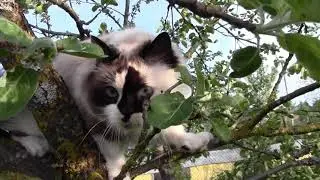 Liza Ragdoll Cat on Tree - 4K Video - 23 May 2013 - Кошка Лиза Рэгдолл на дереве
