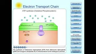 Electron Transport Chain, part 4: Oxidative Phosphorylation (pH + ATP-synthase)