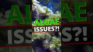 Thomas’ Top 5 Tangs for Reef Tank Algae Control! 