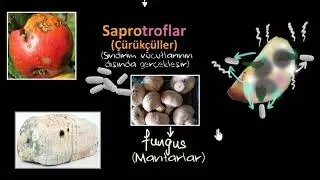 Ototrof ve Heterotroflar (Beslenme Türleri) (Fen Bilgisi)