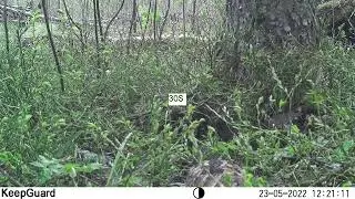 Кулики на гнездах в Нижегородском Заволжье