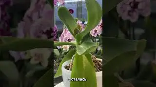 Трипс начинает и … проигрывает 