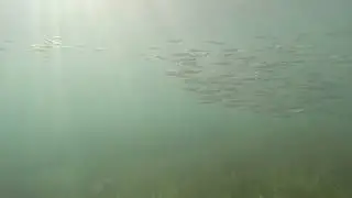 Fort Pierce Inlet Live Bait Under Water