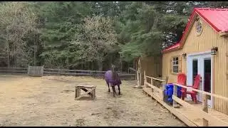 Horse farts, runs around, falls @ 1:51, rolls over, gets up, is ok but feels great shame.