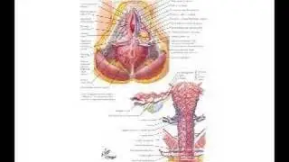 What every woman wants to know about hysterectomy