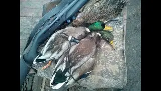Охота на утку в плавнях 14.12.2017 Duck hunting
