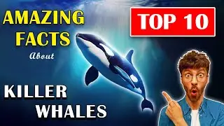 10 Mind-Blowing Rare Facts About Killer Whales