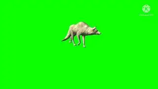 Green screen animation Wolf/Green screen 3D wolf animation video